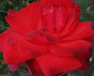 DSCF6540