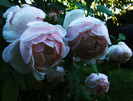 DSCF6625
