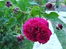 DSCF8656