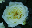 elfe (7)