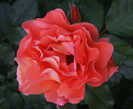 for you with lovbe