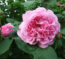 mary rose (2)