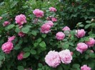 mary rose (10)