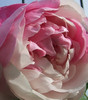 mme pierre oger (5)