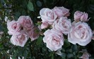 new dawn (3)