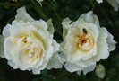 petticoat (4)