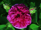 rose de rescht