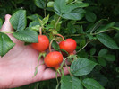 rugosa rubra (4)