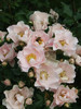 rusticana (4)