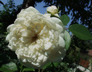 sombreuil (3)