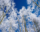 iarna-copaci-peisaj-1280x1024