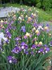 7b-Iris-in-Bloom[1]