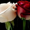 poze-cu-flori-frumoase-wallpaper-flori-superbe-imagini-flori-desktop-sau-avatar-trandafir-alb-rosu-1