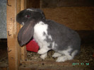 кролик18.11.11 032