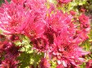 Purple Chrysanthemum (2011, Nov.15)
