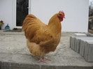 Cocos Orpington Galben 2011