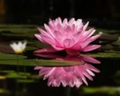Pink_Lily_Wallpaper_II_by_secondclaw-300x240