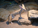 Fennec_Fox_(Vulpes_zerda)_Wilhelma_Zoo-8