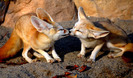 fennec-fox-by-floridapfe-14
