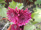 Purple Chrysanthemum (2011, Nov.15)
