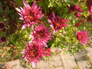 Purple Chrysanthemum (2011, Nov.15)