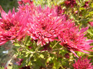 Purple Chrysanthemum (2011, Nov.15)