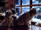 wintercats_large