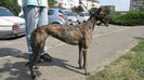 Greyhound_Flying_Lady-_2big