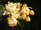 White Chrysanthemum (2011, Nov.15)