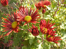 Red & Yellow Chrysanth (2011, Nov.15)