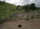 108. STRUTII (foto.Cosmin).