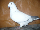iubareata010