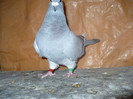 imbracata011