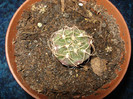 gymnocalycium asterium