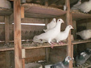 P9100362