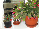 Schlumbergera azi, 20.11.2011