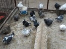 SAM_0035