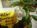 achimenes double rose-alb