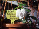 achimenes double rose-alb 2