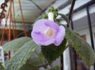 achimenes Tyche