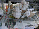 DSC06420