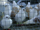 DSC06421