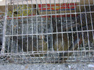 DSC06464