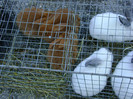 DSC06468