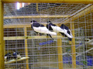 DSC06571