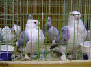 DSC06578