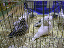 DSC06583