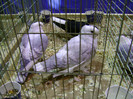 DSC06590