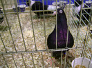 DSC06596