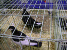 DSC06600
